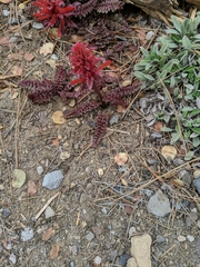 Pedicularis densiflora