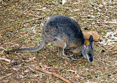 Notamacropus eugenii decres