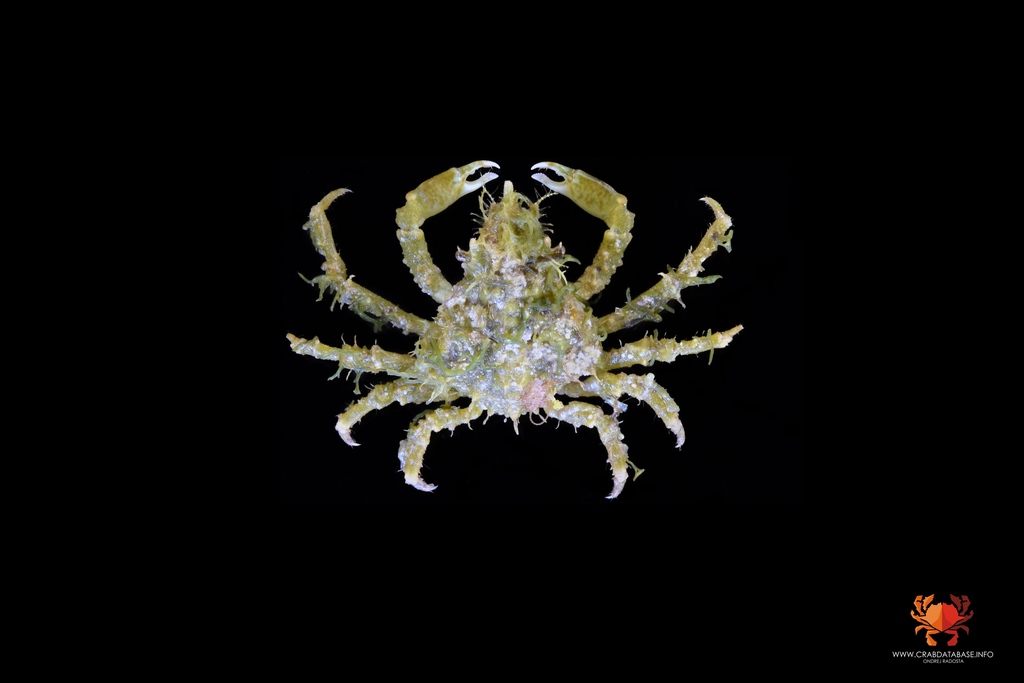 Tiarinia cornigera