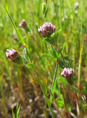 Trifolium dichotomum