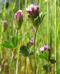 Trifolium dichotomum