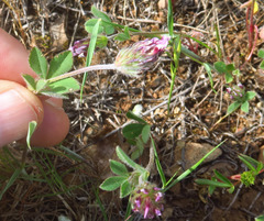 Trifolium dichotomum