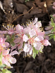 Prunus andersonii