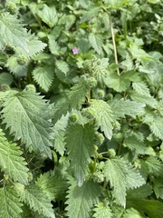 Urtica