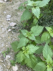 Urtica
