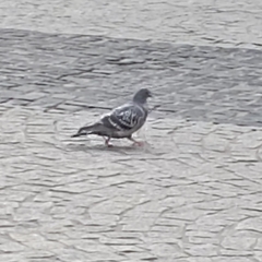 Columba livia domestica