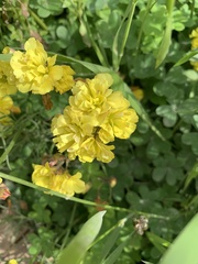 Oxalis pes-caprae pleniflora