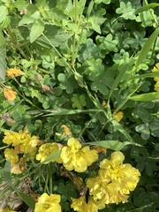 Oxalis pes-caprae pleniflora