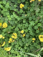 Oxalis pes-caprae pleniflora