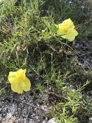 Oenothera macrocarpa