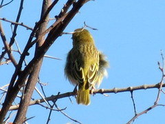 Ploceus velatus caurinus