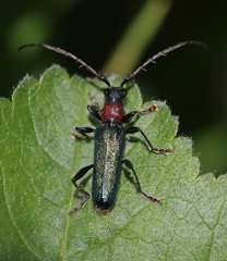 Cartallum ebulinum