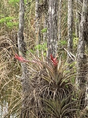 Tillandsia fasciculata
