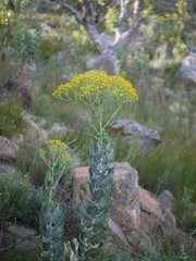 Othonna parviflora