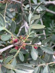 Pistacia lentiscus