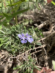 Salvia rosmarinus