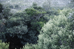 Phylica buxifolia