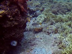 Lutjanus monostigma