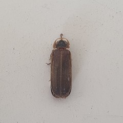 Lamprohiza mulsantii