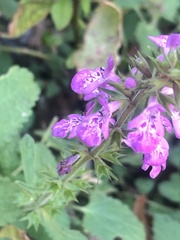 Stachys drummondii