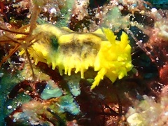 Colochirus robustus