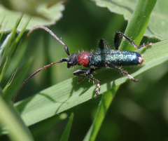 Cartallum ebulinum