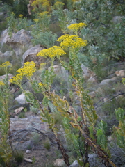 Othonna parviflora