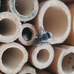 Osmia caerulescens