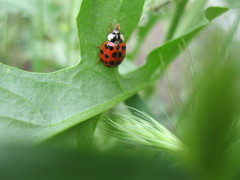 Harmonia axyridis