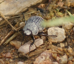 Phyllophaga cribrosa