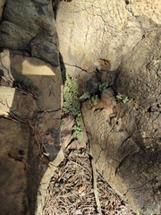 Asplenium cuneifolium