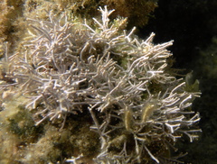 Amphiroa rigida