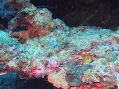 Dunckerocampus dactyliophorus