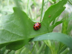 Harmonia axyridis