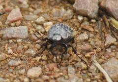 Phyllophaga cribrosa