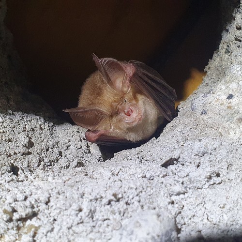 Mediterranean horseshoe bat, Girona, ES-CT, ES, photo 8 of 10