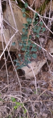 Pellaea andromedifolia
