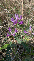Astragalus crassicarpus