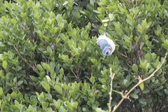 Cyanolanius madagascarinus