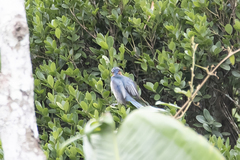 Cyanolanius madagascarinus