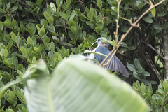 Cyanolanius madagascarinus