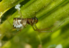 Frontinellina frutetorum