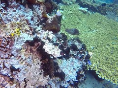 Scarus rubroviolaceus