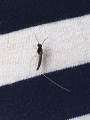 Callibaetis pictus