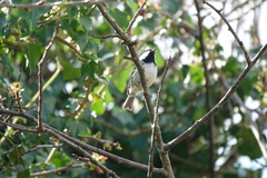 Periparus ater