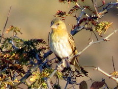 Ploceus velatus caurinus