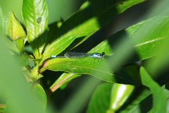 Acanthagrion lancea