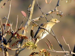 Ploceus velatus caurinus