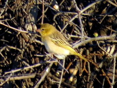 Ploceus velatus caurinus