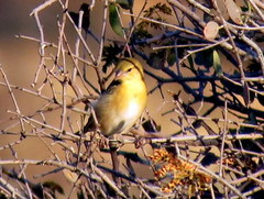 Ploceus velatus caurinus
